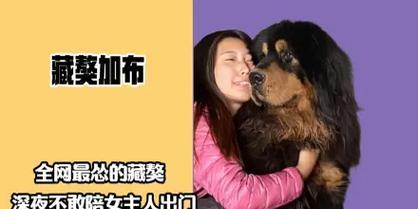 藏獒优缺点全面分析：守护犬的特性与饲养要点