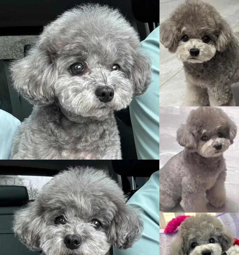 泰迪狗断奶时间指南：幼犬健康成长的关键时期