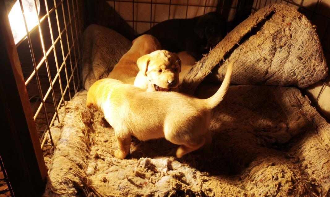 母狗生产全过程详解：从怀孕到分娩的关键阶段与护理要点