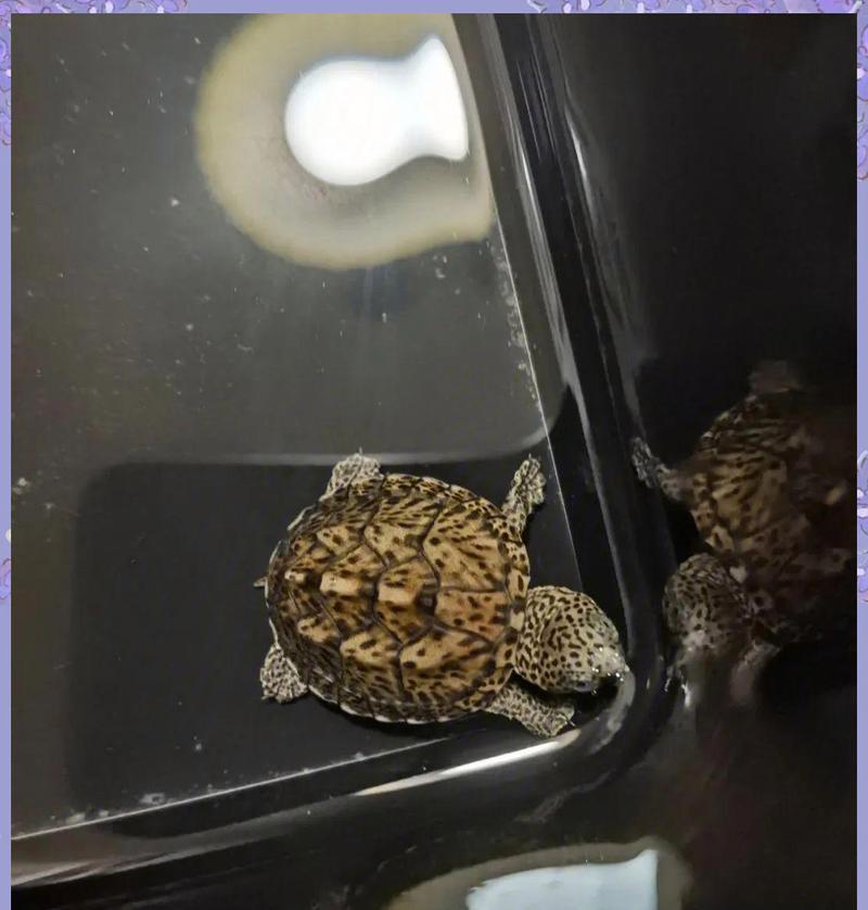 蛋龟选择指南：入门品种对比推荐与高端鉴赏