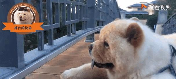 松狮每天遛多久合适 运动时间安排指南