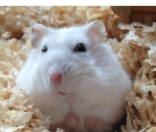 小仓鼠眼睛问题全解析：常见病因及防治方法指南