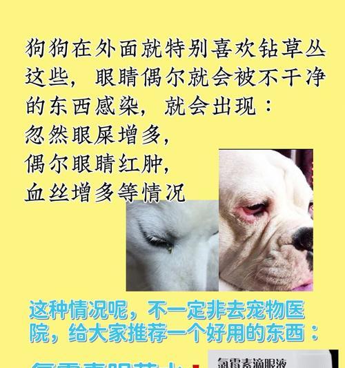 宠物狗常见重疾病预防指南：14种疾病症状与防护措施