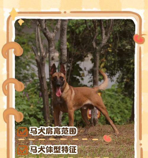 正宗马犬社交能力强 适合家庭饲养的理想宠物伴侣