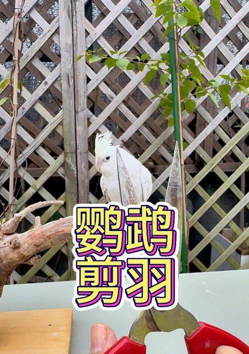 鹦鹉剪羽毛后多久能长出新羽毛及护理要点