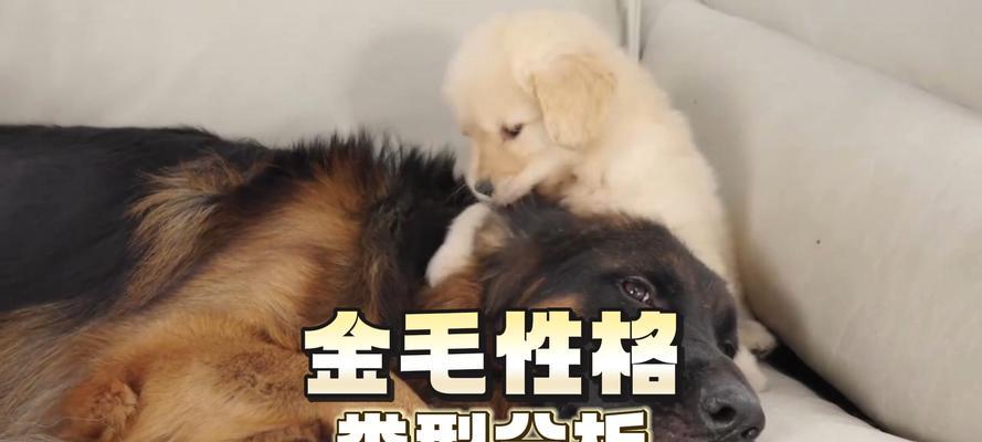 金毛犬下狗频率如何影响健康状况