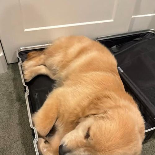 金毛犬喂养指南：8大技巧教你科学饲养避免食物禁忌