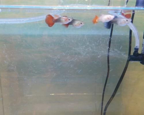 裸鼹鼠缺氧环境生存绝招揭秘：独特适应机制解析