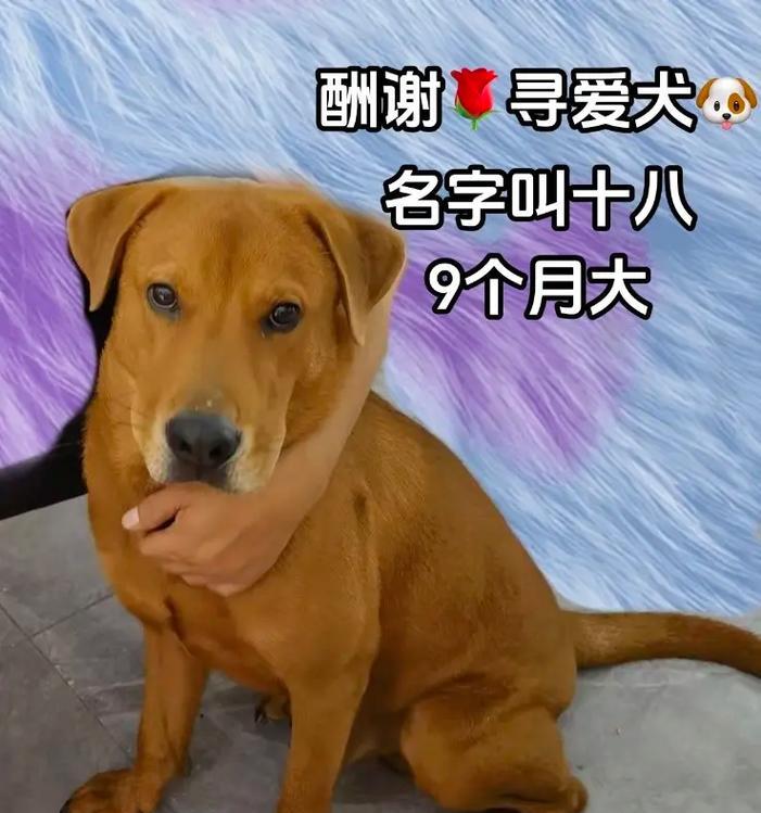 深圳拉布拉多主题场所大全 - 宠物市场咖啡馆公园一网打尽