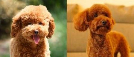 泰迪小狗训练全攻略：15个技巧培养乖巧听话宠物