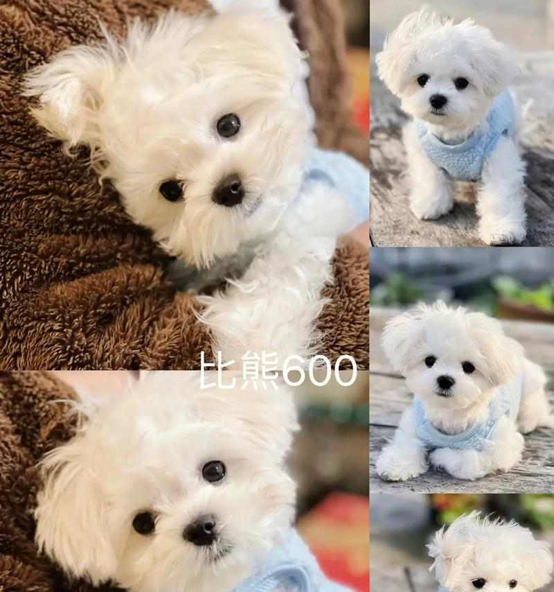 比熊羊水破裂后分娩时间影响因素全解析