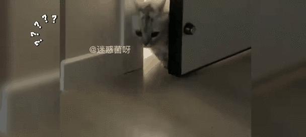 猫咪内心世界大揭秘：不会说话的喵星人如何表达情感
