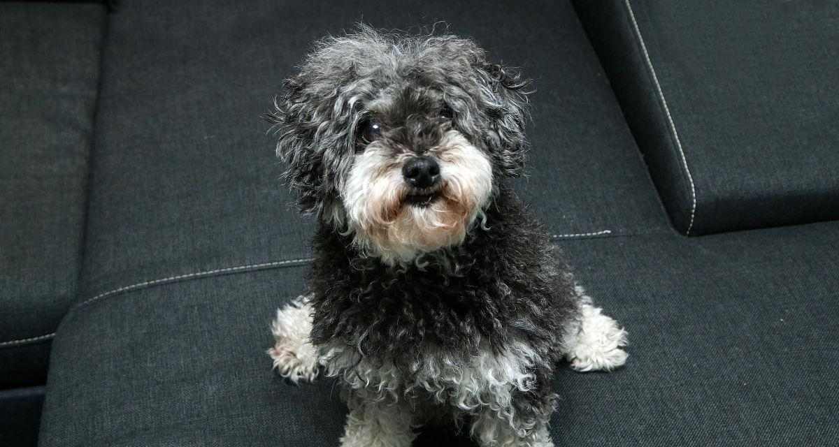 卷毛狗狗的魅力与养护指南：温顺智商高的理想伴侣