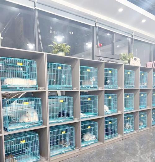 探秘韩国著名犬舍文化与顶级犬种培育技术