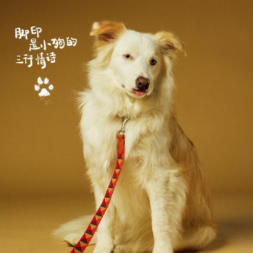 明星与宠物狗的温馨故事：揭秘 Celebrity Pets 的爱心世界