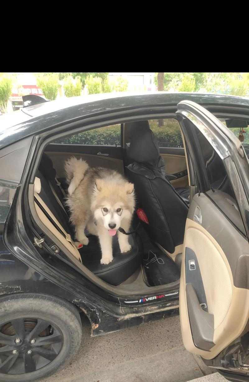 阿拉斯加犬洗澡频率指南：多久洗一次最合适