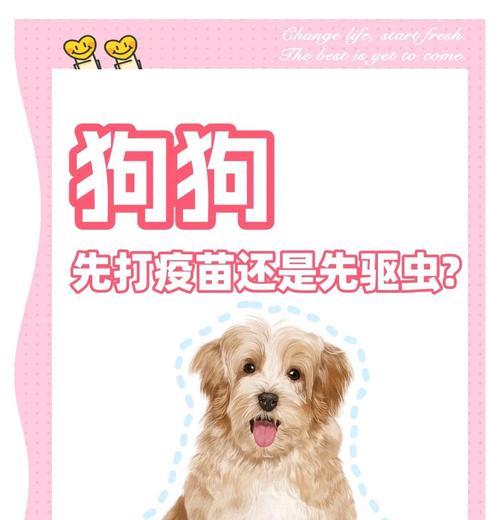 宠物驱虫后多久可以打疫苗 完整接种时间安排指南