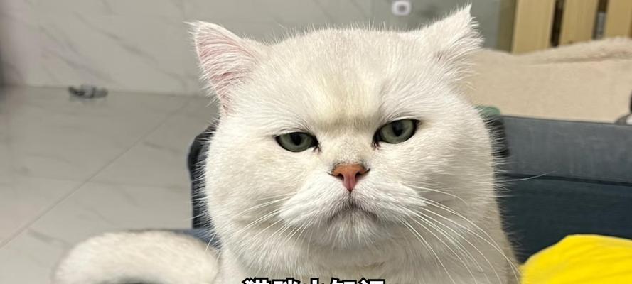 猫疫苗接种间隔时间及注意事项详解