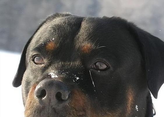 城市中6大战斗力强的猛犬品种及安全应对指南