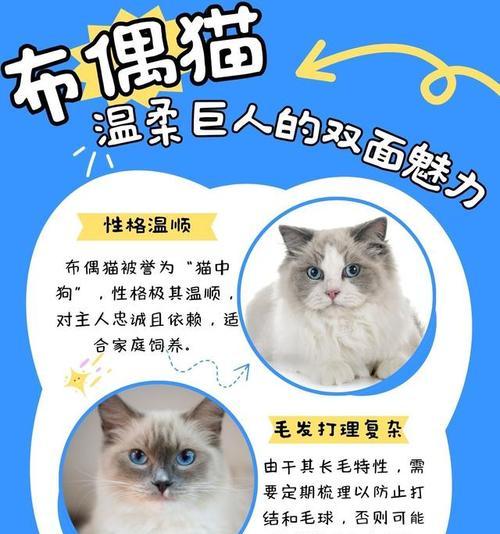 双面猫的神秘魅力：罕见基因突变造就的阴阳脸猫咪