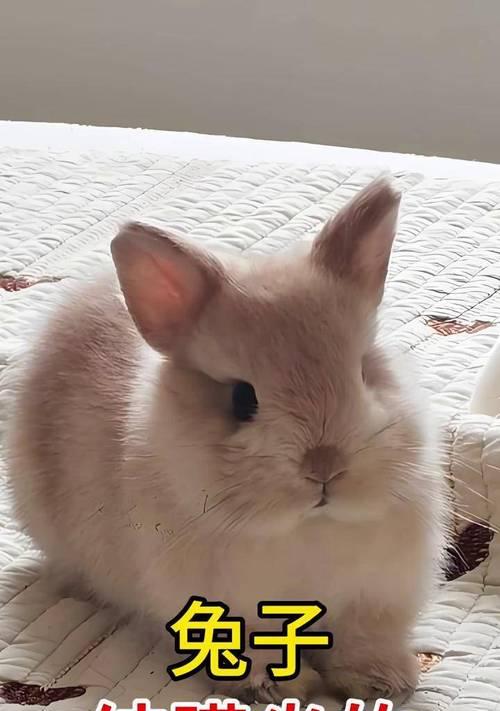 兔子眼睛发炎症状治疗全攻略：康复时间及护理要点