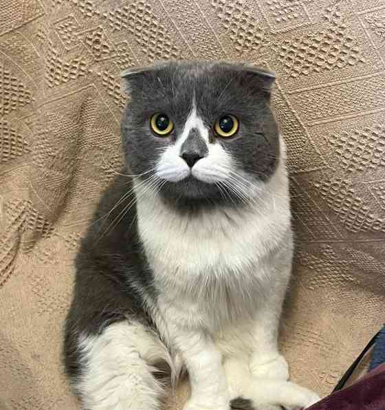 折耳猫有哪些品种详解：15种独特猫咪品种特点全解析