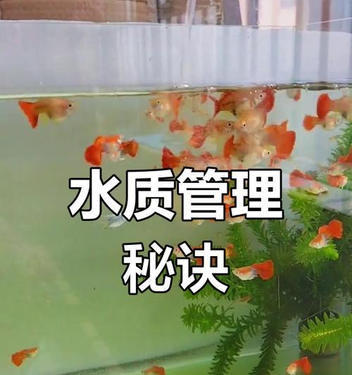 孔雀小鱼换水频率及水质管理完全指南