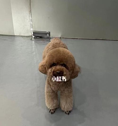 泰迪狗狗修毛不配合？15个实用技巧让爱犬乖乖美容