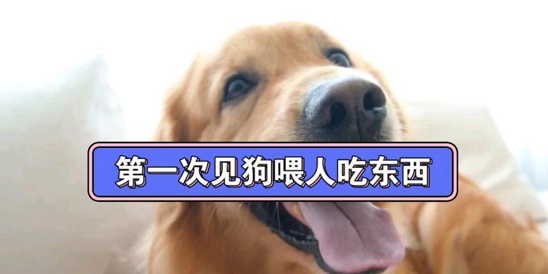 狗的运动和喂食时间安排（了解合理的运动与喂食时间安排，让狗保持健康快乐）