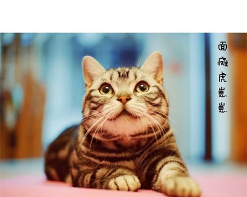 母猫咪发情期间洗澡的注意事项（了解母猫咪发情期间洗澡的最佳时机和注意事项）