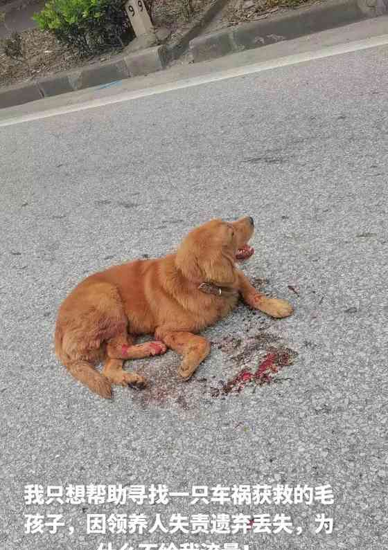 狗的伟大拯救（以救人的狗为主题的感人故事）