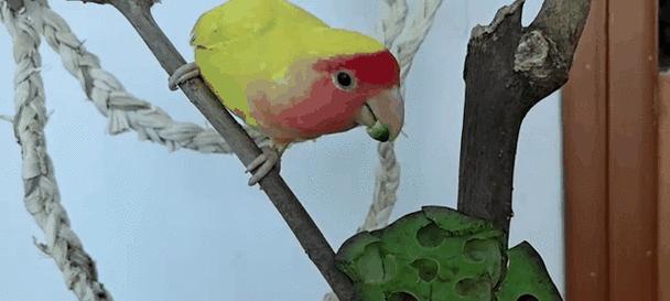 适合鹦鹉啃咬的树木及其好处（选择合适的树木让你的鹦鹉健康快乐）