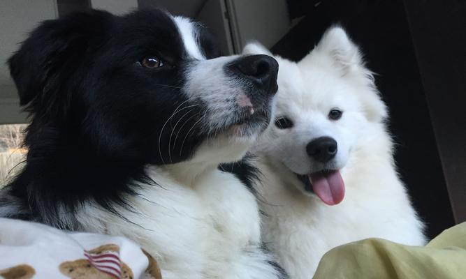 7个月萨摩多体外驱虫全攻略（为宠物的健康保驾护航！）