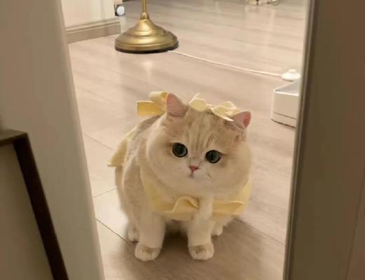 小猫补钙需要多长时间？（探索小猫补钙的最佳时机和方法）