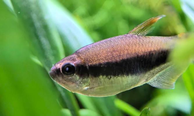 温和的灯科鱼品种及养殖要点（选择温和的灯科鱼品种，享受宁静养鱼之乐）