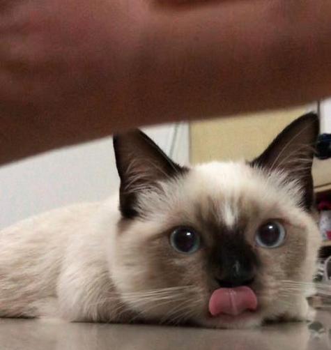 暹罗猫呕吐食物的原因及处理方法（探究暹罗猫呕吐食物的可能原因，以及应对方法）