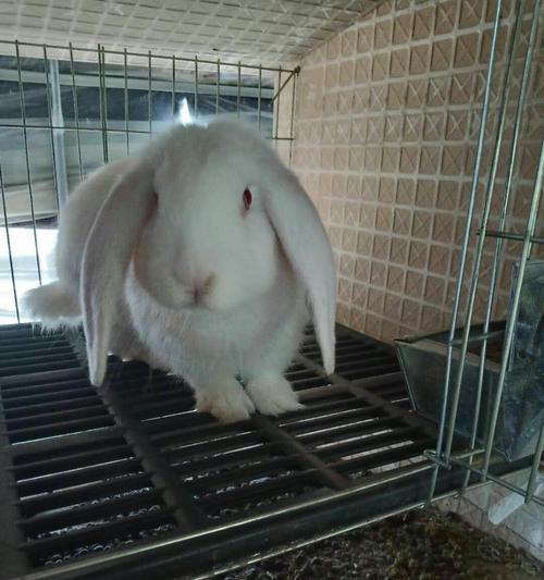 巨型肉兔品种全解析：比利时法国德国美国荷兰五大品种特点优势