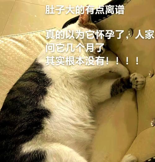 小猫肚子大原因分析及健康饲养解决方案