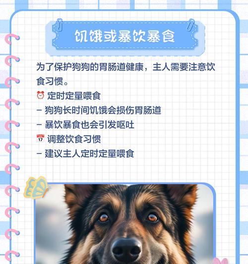 狗狗尿液发黄的五大原因及解决方法