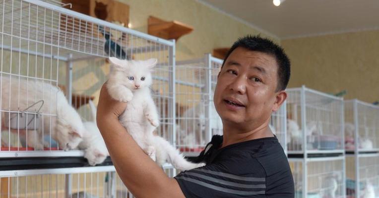 狮子猫寿命有多长 影响猫咪健康长寿的关键因素解析