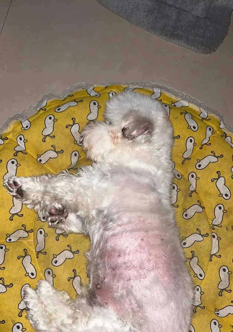 狗外伤结痂需要多长时间 影响伤口愈合的关键因素