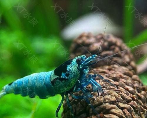 水晶虾换水频率指南：科学养护方法助力健康生长