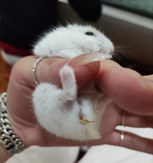 仓鼠湿尾症状识别与防治指南：保护宠物健康