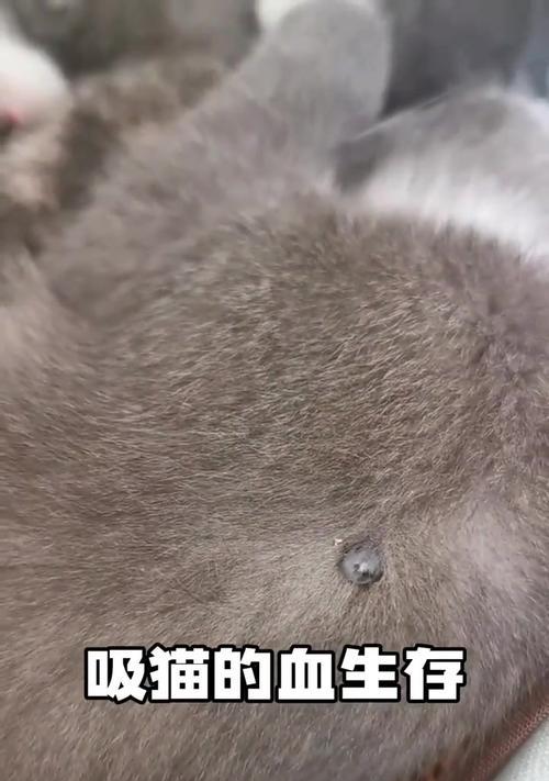 猫咪常见寄生虫类型及预防控制全攻略