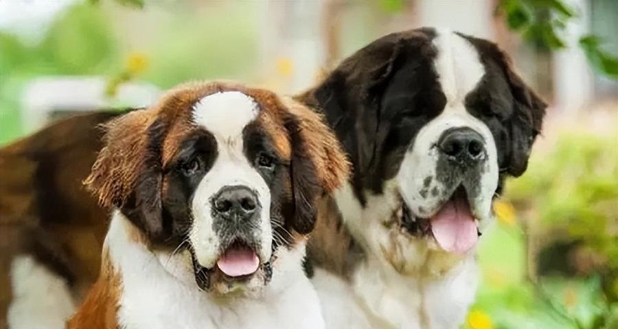 不掉毛大型犬品种推荐及养护指南