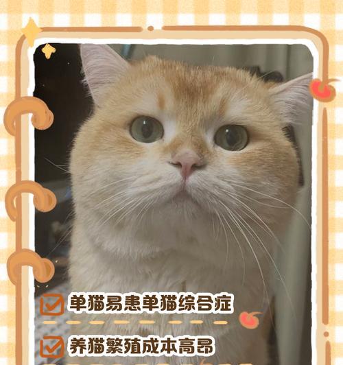 猫咪生育周期全解析：发情期妊娠期繁殖能力详解