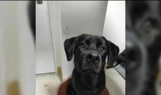 拉布拉多价格下降但饲养人数未增，市场供需失衡原因分析