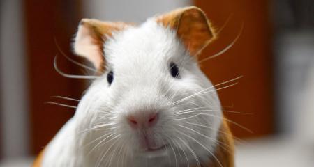 荷兰猪宠物全面指南：饲养方法与护理要点详解