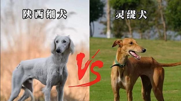 中国15大特色犬种全解析：从汉犬到中华田园犬的文化传奇