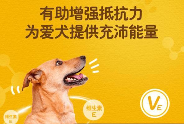 狗狗免疫力提升药物全攻略，增强抵抗力守护爱宠健康